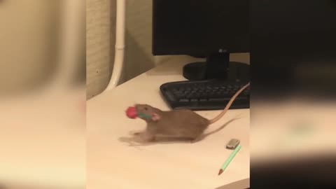 Funny Rat