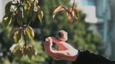 Birds only trust humans if they are hungry