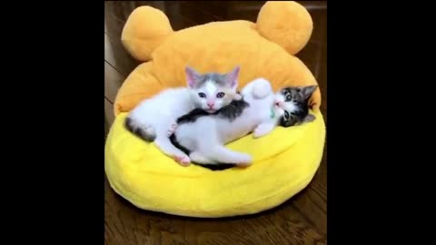 cute kittens play videos 1