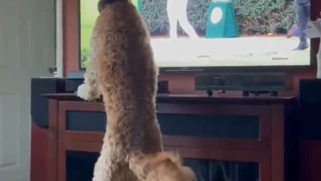 Where did that ball go. . .🐕⚾😄😂😄