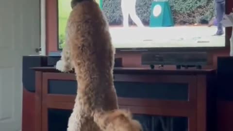 Where did that ball go. . .🐕⚾😄😂😄