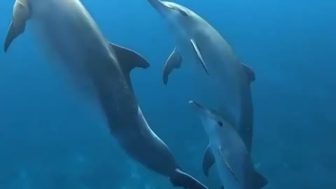 Dolphins sleep with one eye open