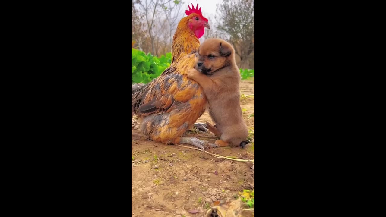 Puppy and Chicken Friendship.