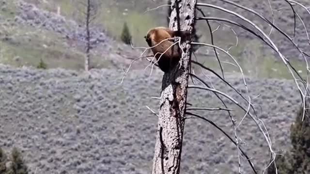 In movies humans climb on the trees to escape from bears. 😳