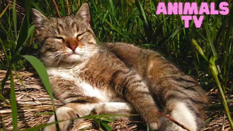 "Pawsitively Adorable: A Compilation of Cute Cat Moments"12