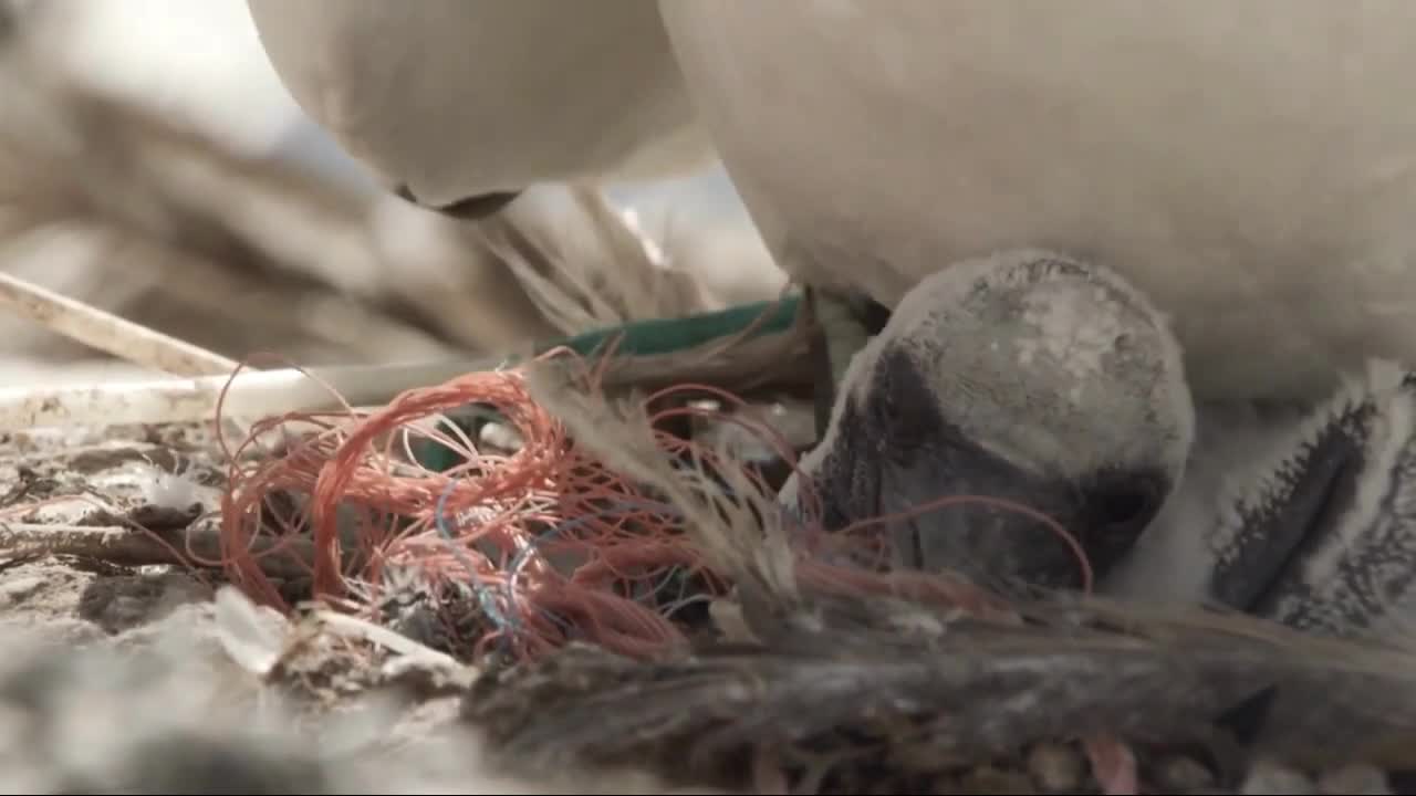 Seabir Gannet Animals