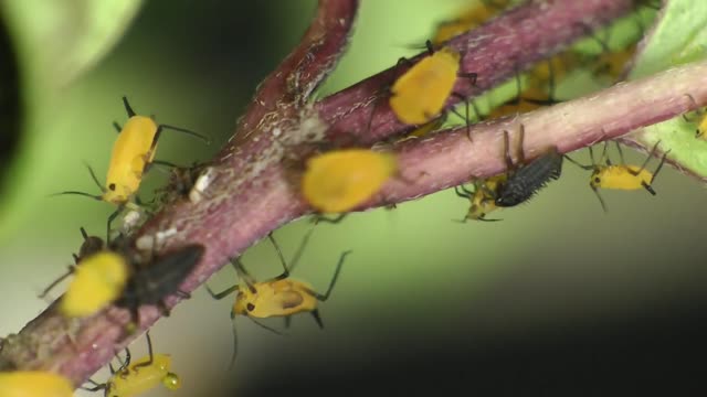 Time Lapse of Ladybug - Animal Eduacation - Life Cycle 5