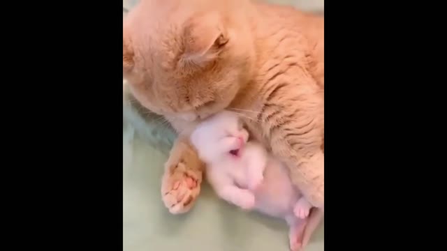 Funny Cats Compilation - Baby Cats - Cute and Funny Cat Videos Compilation