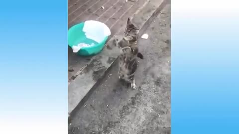 Top_Funny_animals_Videos___