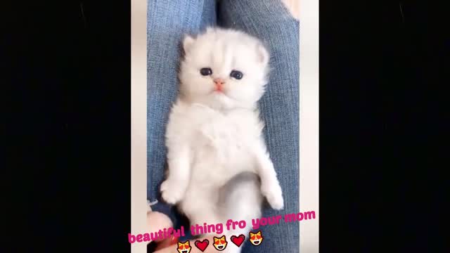 So Cute Cats ♥ Best Funny Cat Videos 2021 Wanna Have A Great Day Watch These Pets