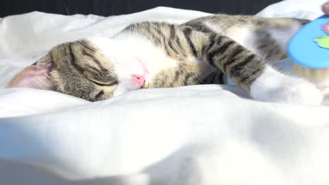 Cute Kitten Likes being Brushed