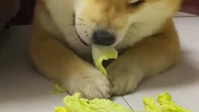 ANIMAL ASMR - A DOG THAT LIKES VEGETABLES