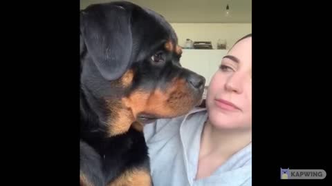 Cute Rottweiler