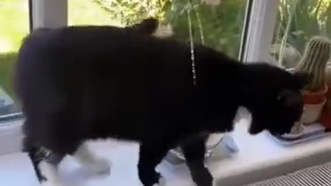 Funny cats video