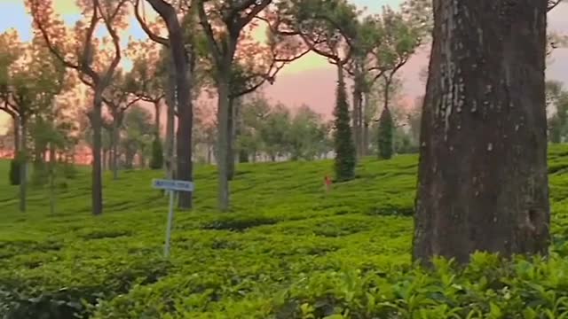 Munnar best place to visit