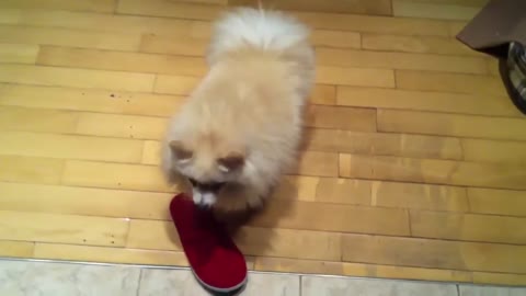 Cute Dog kills slippers _ Pomeranian Puppy