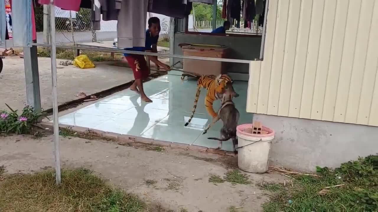 VERRY FUNNY TIGER PRANK ON DOG 😂😂😂