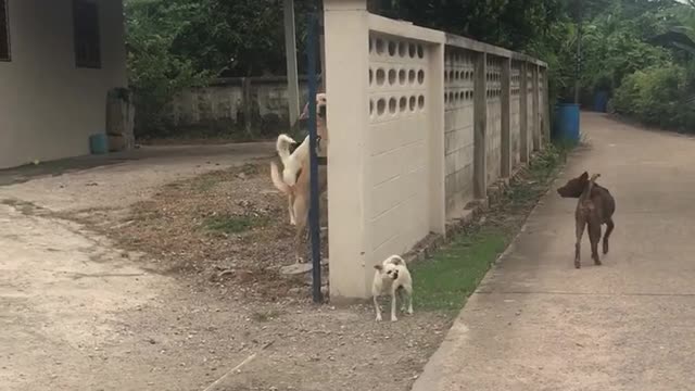 Dogs Defend Wall