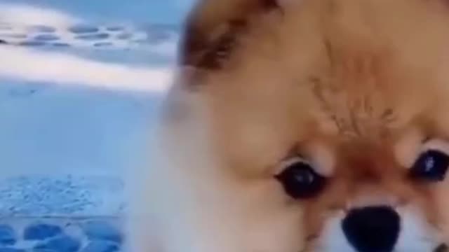 BABY DOG CUTE-FUNNY VIDEO