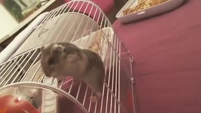 Mini hamster climb cage fall off