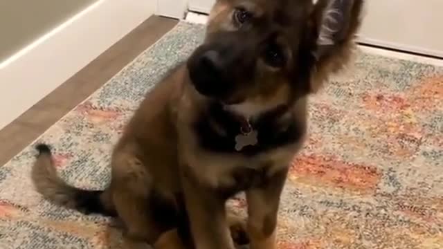 Super adorable puppy ever so cute☺☺☺☺🥰