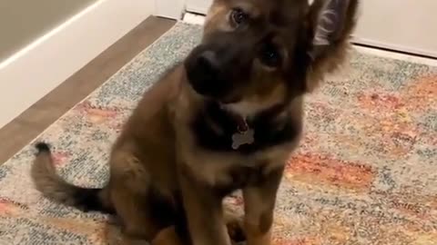 Super adorable puppy ever so cute☺☺☺☺🥰