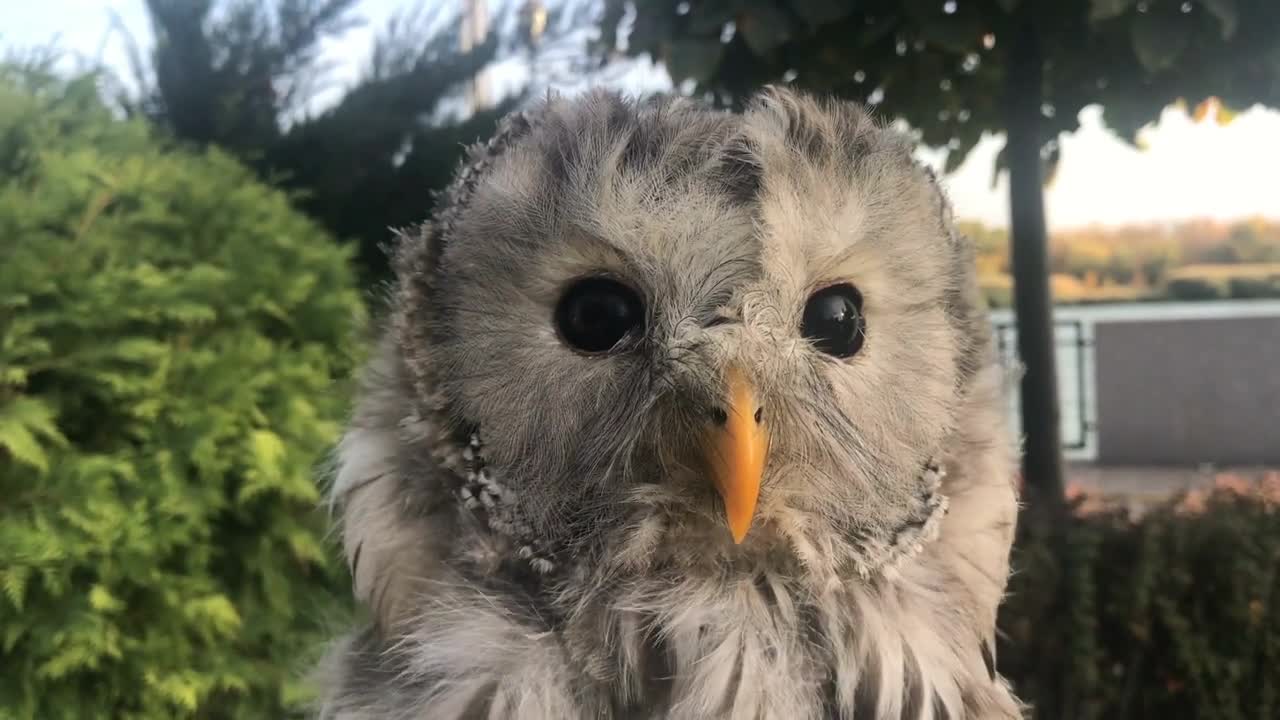 bird owl twists his head in the wind