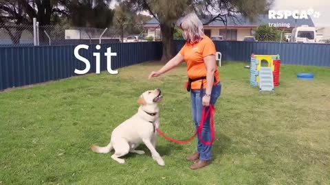 How To Teach Your Dog To Sit And Drop.