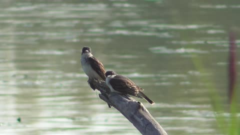 252 Toussaint Wildlife - Oak Harbor Ohio - Chimney Swift Waiting For Food Gets Shorted