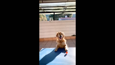 Playful pup just wants to join owner's ping-pong game