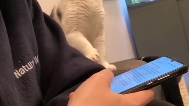 Cat wants attention see what it did