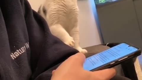 Cat wants attention see what it did