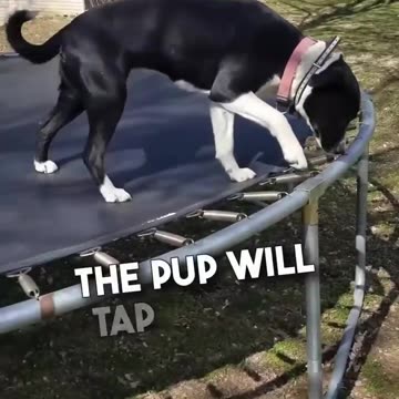 This dog is so smart ❤️🥹 #shorts