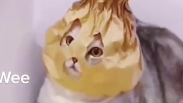 funny animals