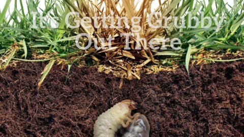 Grub Control Williamsport MD # 1 Lawn Care Service