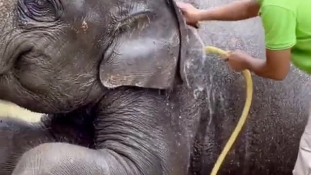 bathing the little elephant