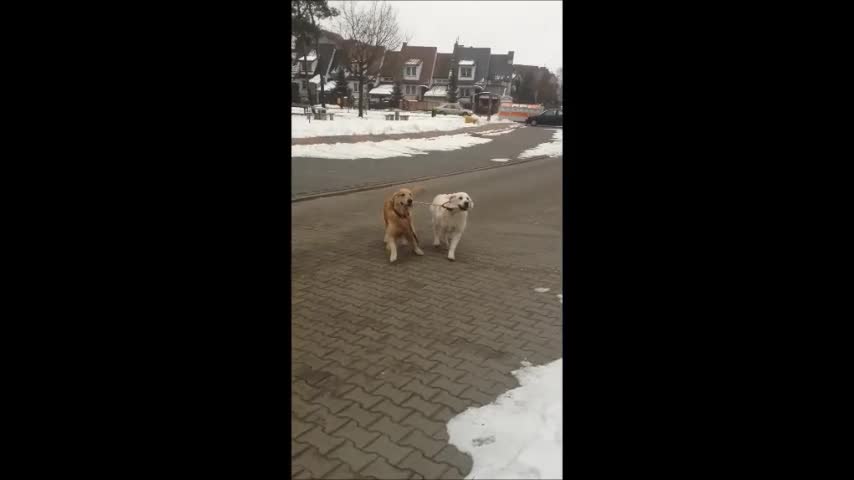 Young Golden Retriever helps walk aged dog