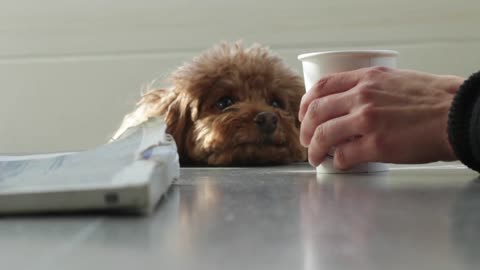 Funny dog staring at a latte