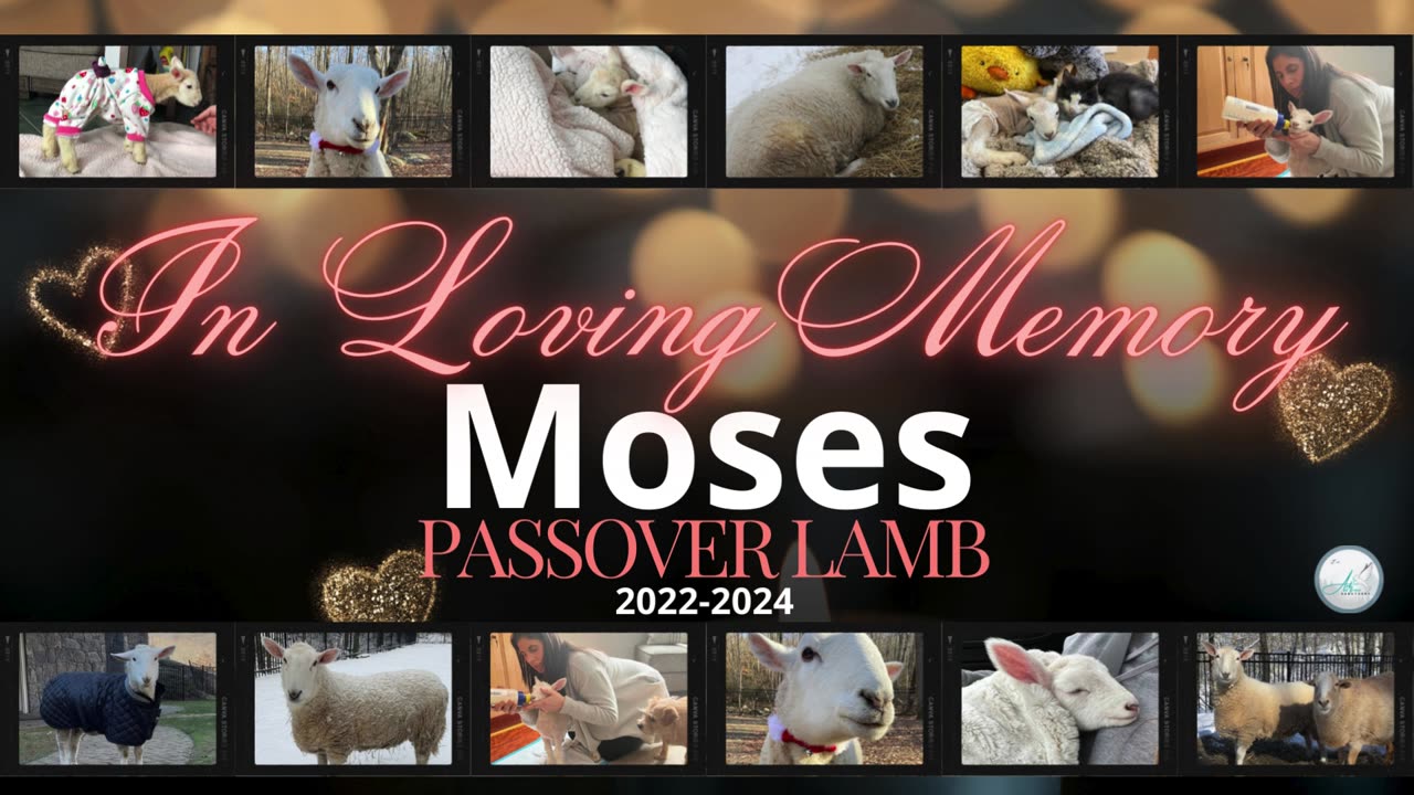 In Memory of Moses