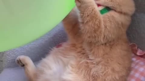 Cat Funny Video 🐱😂#Cat #Funny#