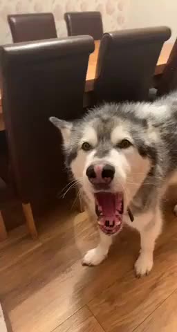 HUSKY DONT LIKE SLEEPING CAT TRICK SHOTS