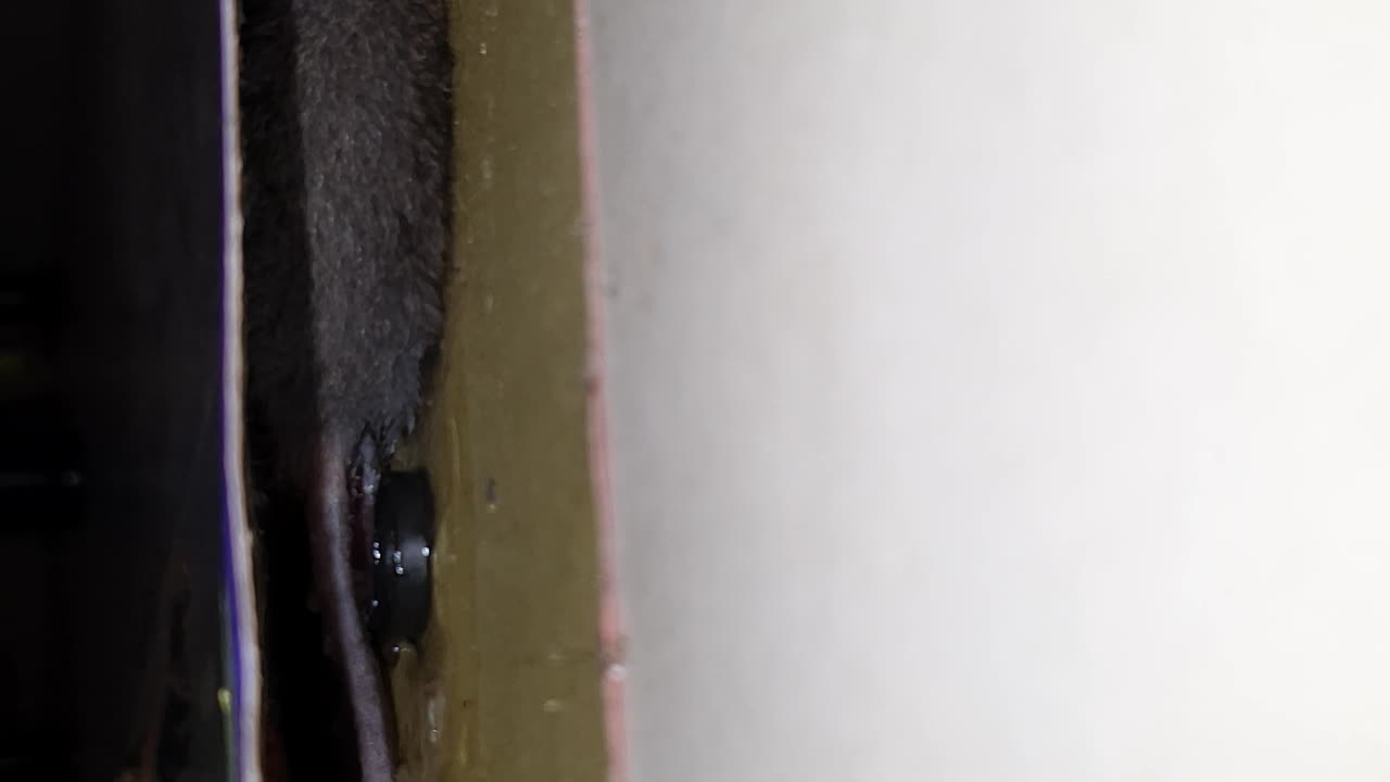 rat got into trouble running around my house