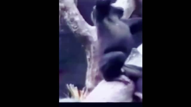 OMG..never seen before monkey laugh funny video!! Try not to laugh status