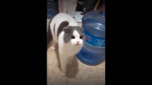 Cat imitating ambulance siren.