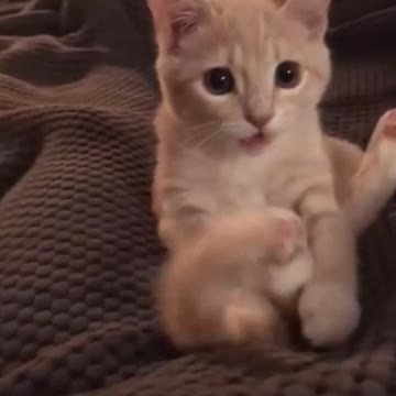 Cat FunnyCat cute videosCat funny videos