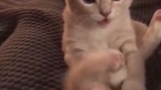 Cat FunnyCat cute videosCat funny videos