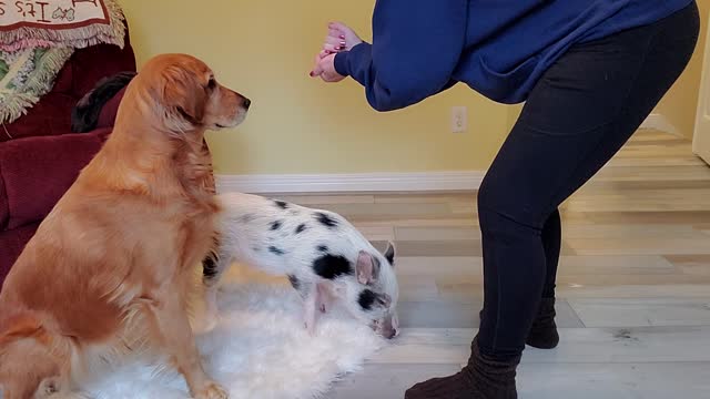 Addie and Lucy doing tricks