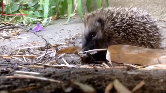 Cute Little Hedgehogs