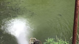 Fish Flock to Fresh Water