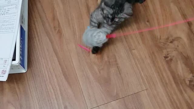 Hash playing with a mouse toy as a child
